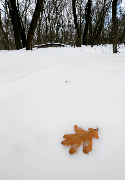 Foglia Quercia Solitaria Sulla Neve Nella Foresta — Foto Stock