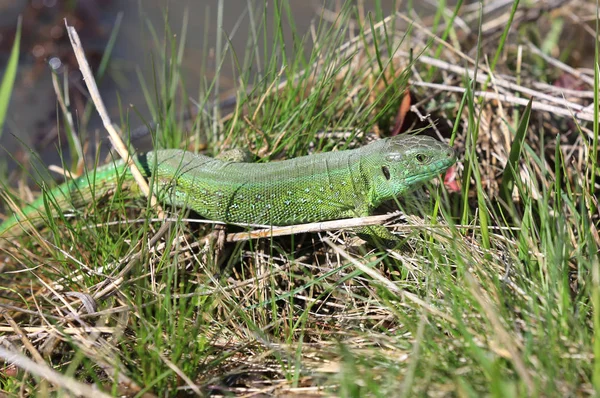 Lizard Walk Spring Grass Meado — Stock Photo, Image