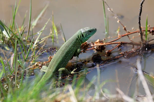 Green Lizard Water Spring Time — Stock Photo, Image