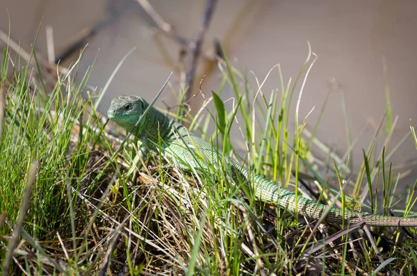 Lizard Spring Grass Meadow — Stock Photo, Image