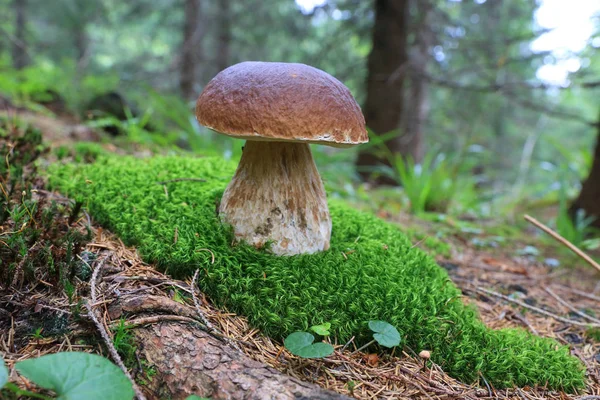 Bel Fungo Sul Muschio Verde Nella Foresta — Foto Stock