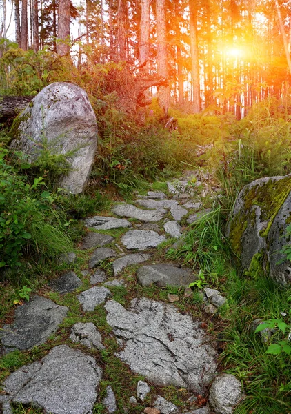 Stare Kamienne Ścieżki Zielonym Lesie — Zdjęcie stockowe