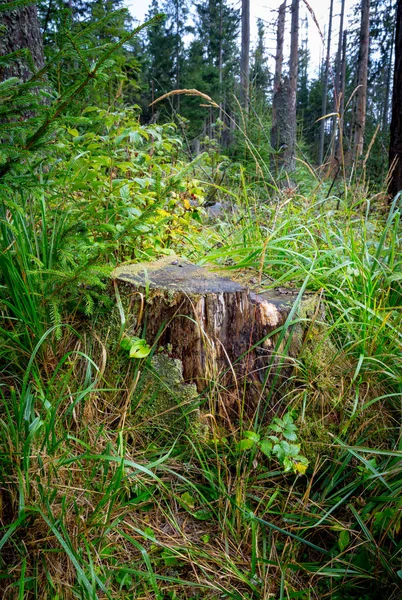 Vieille Souche Bois Parmi Herbe Verte Dans Forêt — Photo