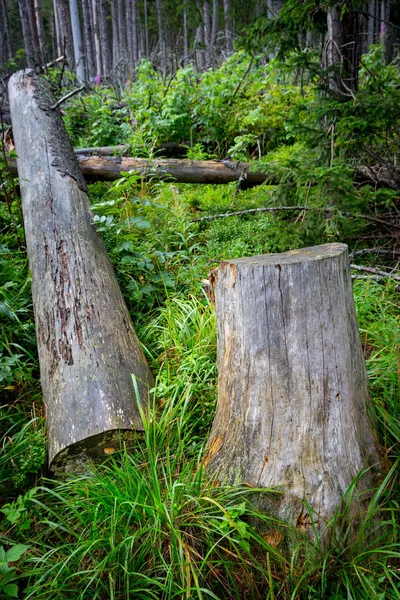 Houten Stronk Log Onder Groen Gras Bos — Stockfoto