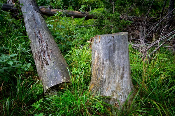 Oude Houten Log Stomp Onder Groen Gras Bos — Stockfoto