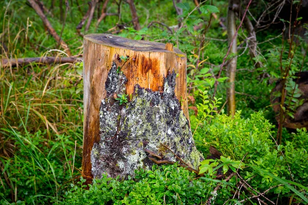 Abstrakter Baumstumpf Zwischen Grünem Gras — Stockfoto