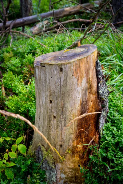 抽象老木树桩在绿草 — 图库照片