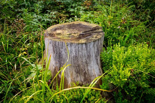 Oude Houten Stronk Tussen Groen Gras — Stockfoto