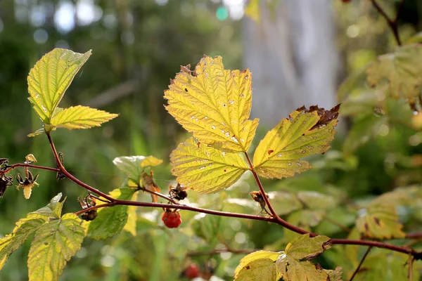 Pěkný Podzimní Větvička Malina Bush Slunečním Světle — Stock fotografie