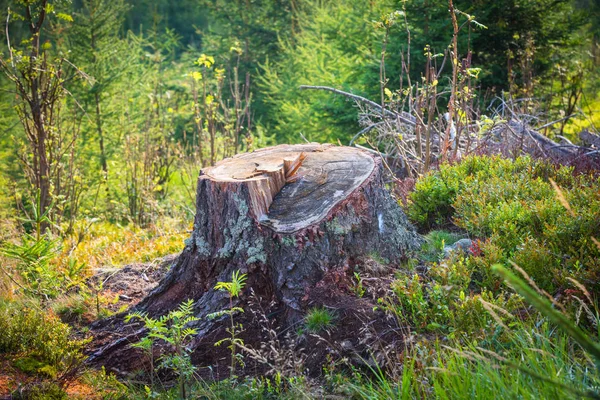 Vieux Tronc Bois Sur Prairie Forêt — Photo