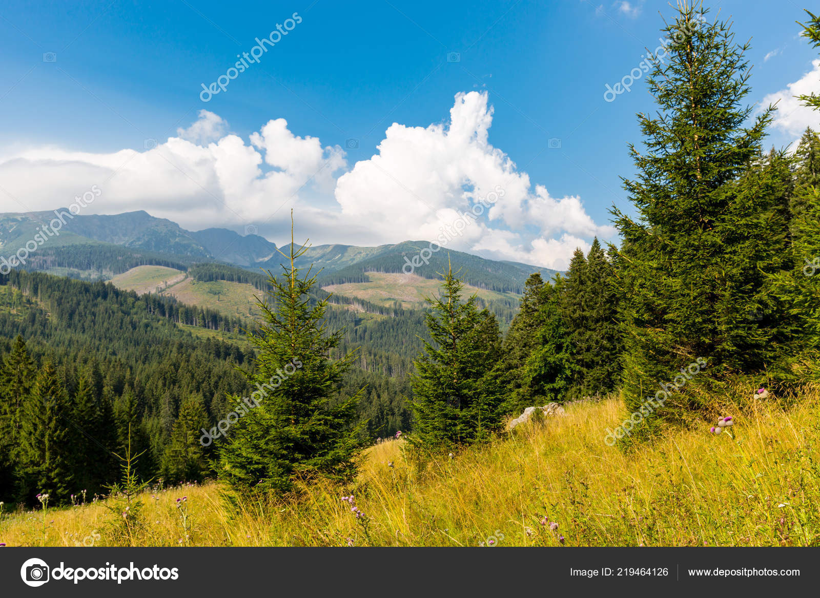 Mountain Landscape Pine Trees Meadow Low Tatras Slovakia Stock Photo Image By C Pklimenko 219464126