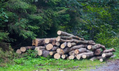 Ahşap günlükleri ormanda depolamak