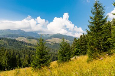 Çam ağaçları çayır üzerinde düşük tatras Slovakya ile dağ manzarası