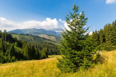 güzel manzara ile çam ağacı dağ çayır üzerinde. Düşük tatras, Slovakya