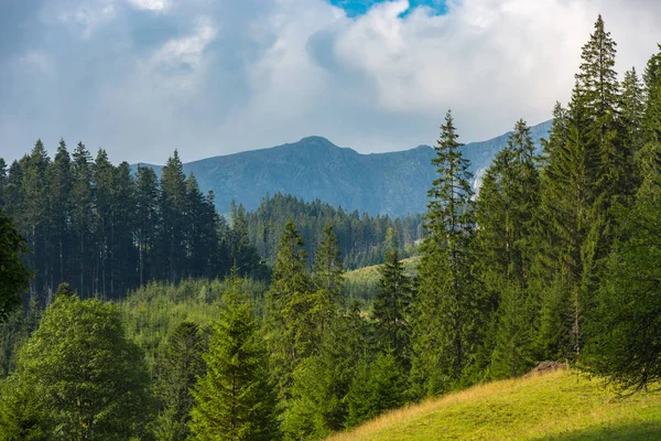 Pěkná Horská Krajina Lesem Svahu — Stock fotografie