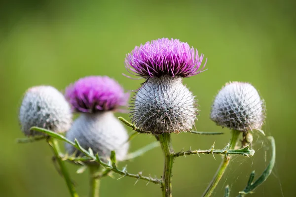 Abstract Thistle Flower Soft Photo — Stock Photo, Image