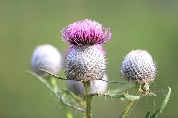 Nice Thistle Blooming Flower Soft Photo — Stock Photo, Image