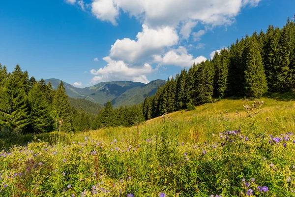 Schöne Landschaft Mit Blumen Bergwiese Bei Sonnigem Tag — Stockfoto