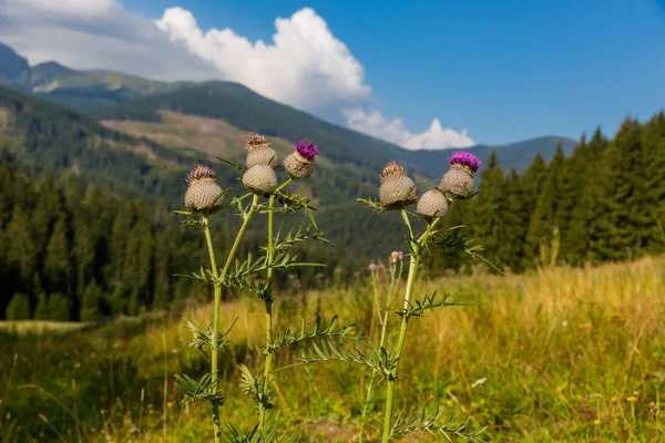 Oset Kwiaty Łące Tatry Słowacja — Zdjęcie stockowe