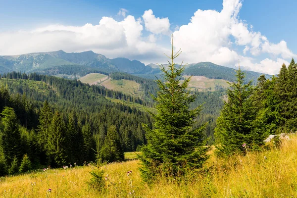 Красивый Горный Пейзаж Лугом Низких Татрах Словакия — стоковое фото