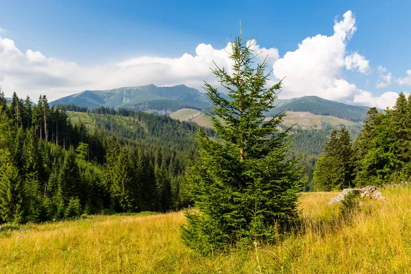 スロバキアの低タトラ山地の草原に禎松の木 — ストック写真