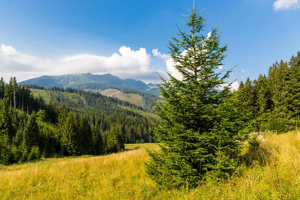 美丽的风景与松树在山草甸 低塔特拉山 斯洛伐克 — 图库照片