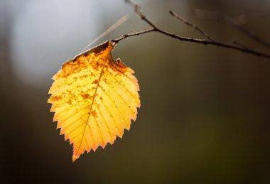 kavak ağacın güzel parlak sonbahar yaprağı