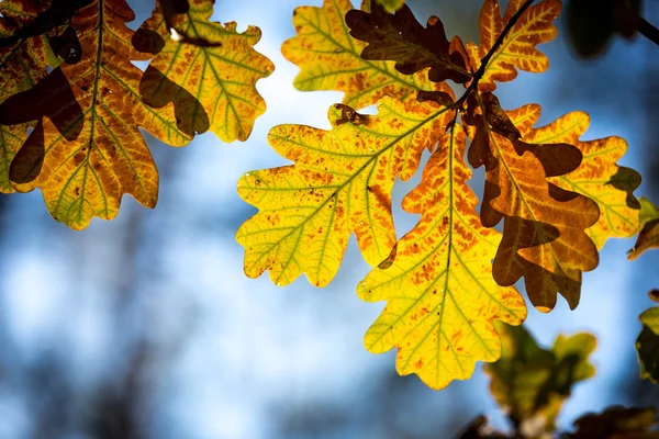 Отличные Листья Дубовой Ветке Осенью — стоковое фото
