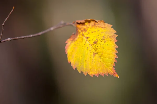 Abstracto Aspen Hoja Otoño Foto Suave —  Fotos de Stock