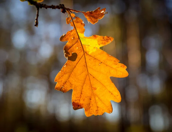 Foglia Quercia Astratta Autunno — Foto Stock