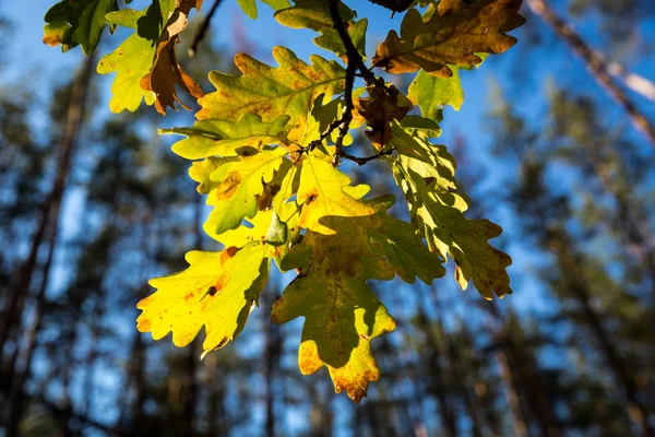 Абстрактная Осенняя Дубовая Ветка Голубом Небе Лесу — стоковое фото