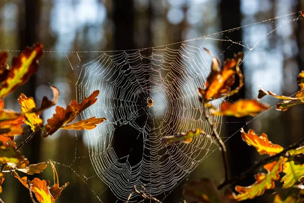 Pavučina Dubových Nranch Podzimním Lese — Stock fotografie