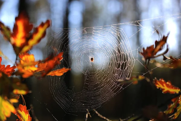 Spinnenweb Herfst Bos — Stockfoto