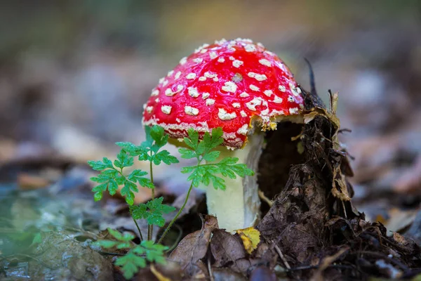 尼斯毒菌蘑菇在森林 — 图库照片