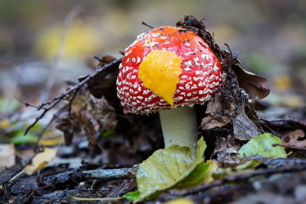 Bel Fungo Agarico Mosca Nella Foresta Autunnale — Foto Stock