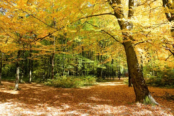 Albero Autunnale Con Foglia Gialla Nella Foresta Autunnale — Foto Stock