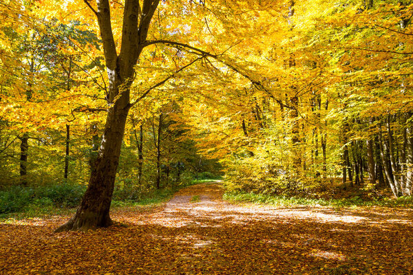 nice autumn landscape in forest