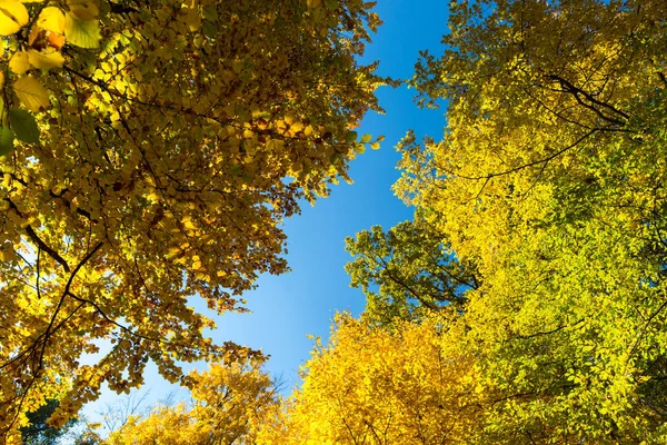 Vista Até Outono Árvore Superior Fundo Céu Azul — Fotografia de Stock