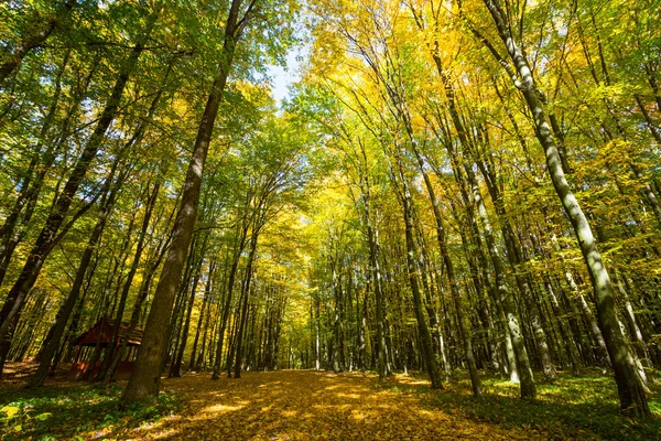 Сцена Деревьями Осеннем Лесу — стоковое фото