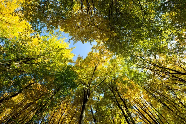 Mavi Gökyüzü Üzerinde Sarı Pus Ile Sonbahar Orman — Stok fotoğraf