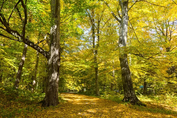 Autumn Landscape Yellow Trees Forest — Stock Photo, Image