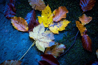 güzel ıslak sonbahar pus karanlık taş