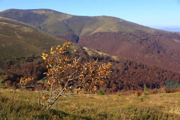 Осінні Дерева Карпатах — стокове фото