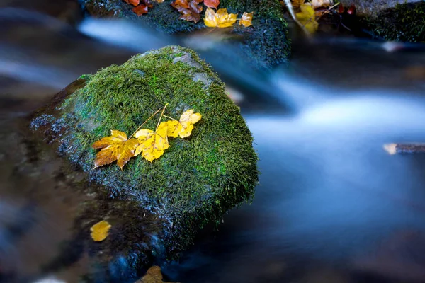 Φθινόπωρο Φύλλα Βρύα Πέτρα Στο Βουνό Ρυάκι — Φωτογραφία Αρχείου