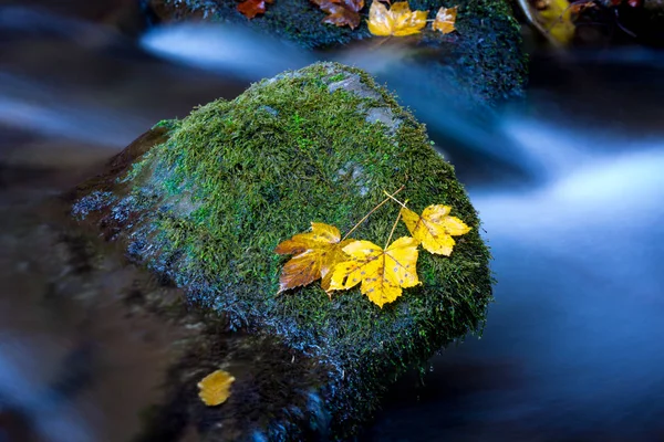 Осенние Листья Зеленом Камне Голубой Воде Горном Ручье — стоковое фото