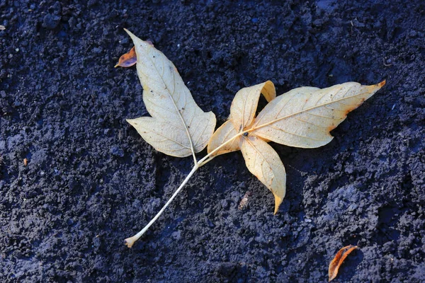 Abstraktes Herbstblatt Morgen Auf Der Erde — Stockfoto
