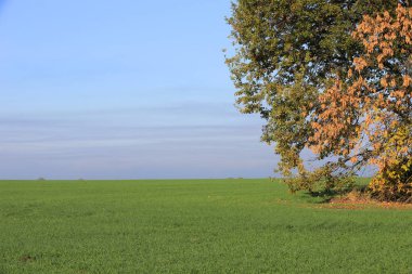 Fidan ile yeşil tarım alanı ile gündüz manzara