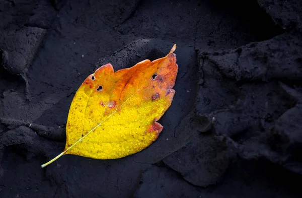 Sam Jesień Liść Tle Ciemnego Gleby — Zdjęcie stockowe