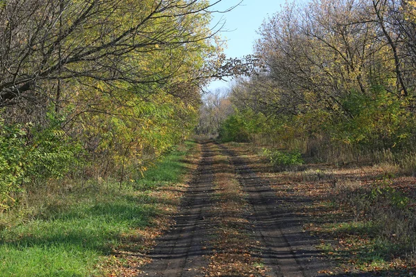 秋の森の未舗装の道の風景 — ストック写真
