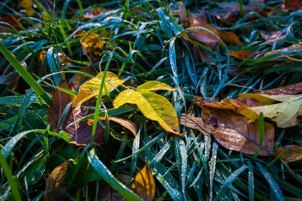 Folhas Outono Grama Verde Molhada Orvalho Manhã — Fotografia de Stock